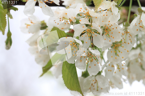 Image of cherries flowers background