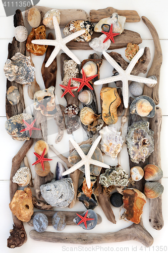 Image of Driftwood and Seashell Beauty