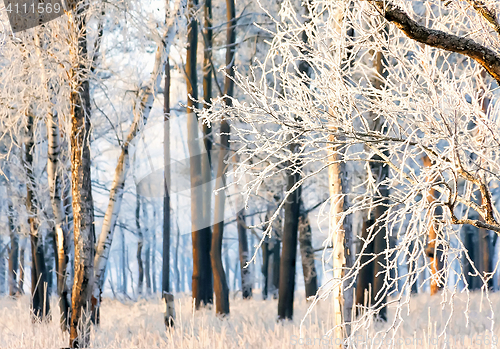 Image of Morning Snow Winter Forest