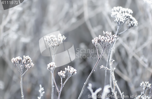 Image of Hoarfrost On The Plants In Winter Field