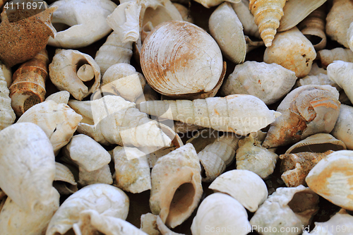 Image of shell fosils texture