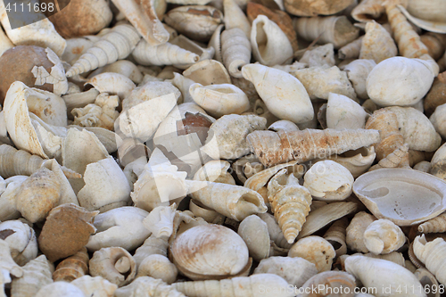 Image of shell fosils texture