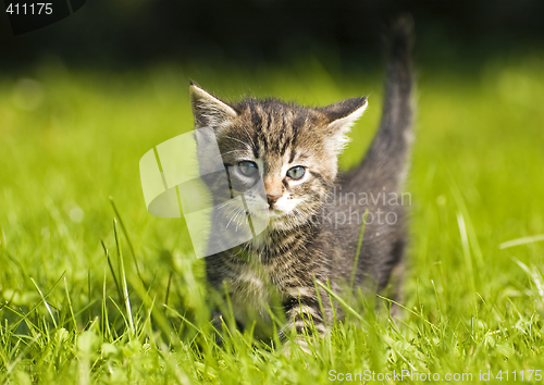 Image of kitten