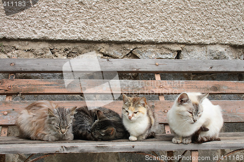 Image of four cats
