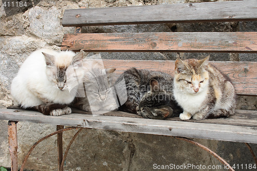 Image of four cats