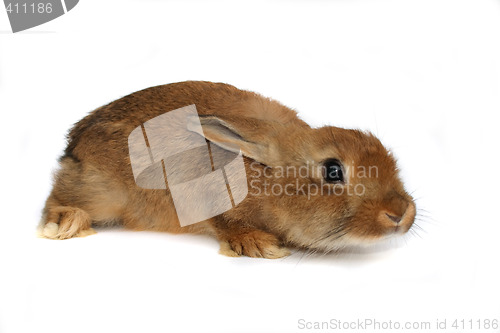 Image of rabbit