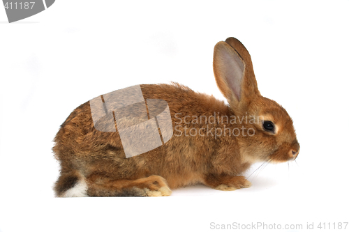 Image of rabbit