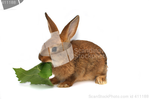 Image of rabbit