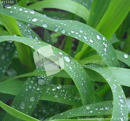 Image of green backgroud