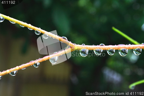 Image of water drops