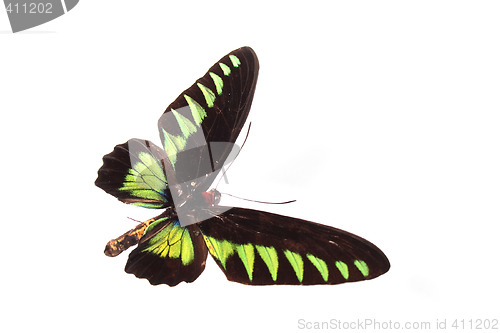 Image of butterfly