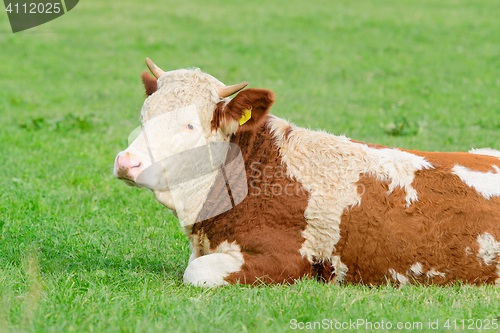 Image of Young cow of Hereford breed lying on sunny Alpine pasture