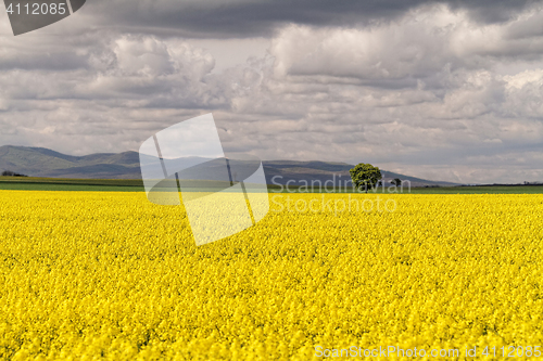 Image of Colza field