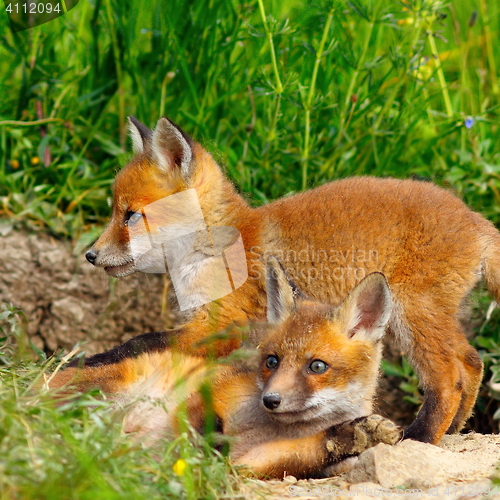 Image of european wild fox youngster