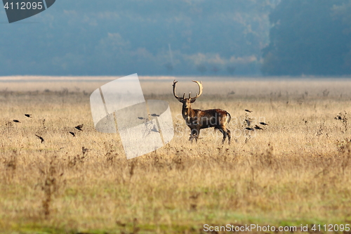 Image of fallow deer and flying starlings