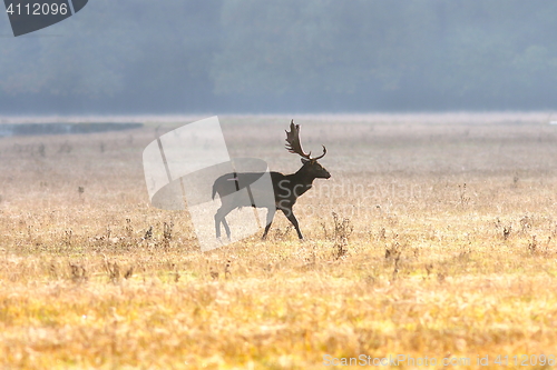 Image of fallow deer buck on field