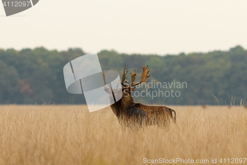 Image of fallow deer bucks after the fight