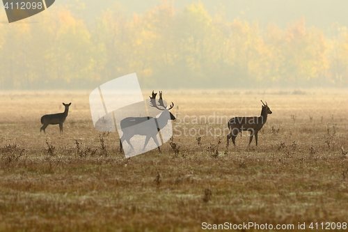 Image of fallow deer family in morning mist