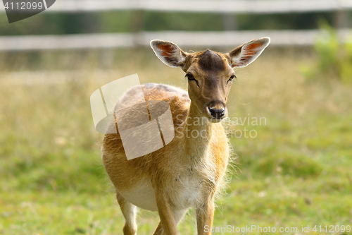 Image of fallow deer hind coming towards camera