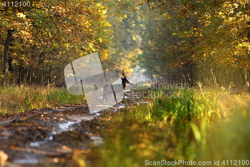 Image of fallow deer stag in autumn forest