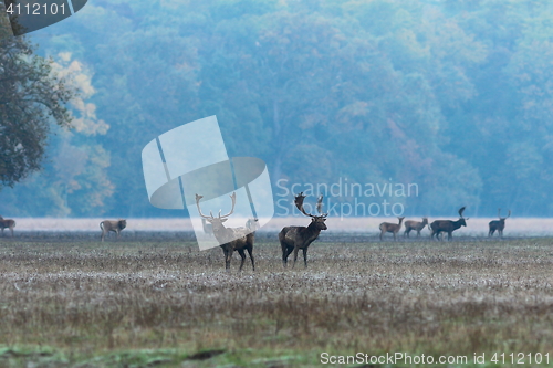 Image of fallow deer stags at dawn