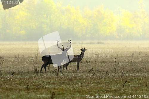 Image of fallow deers in morning light