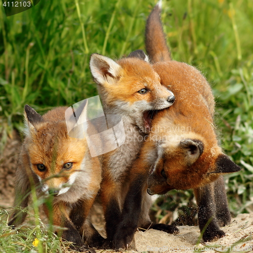 Image of family of red foxes playing near the burrow