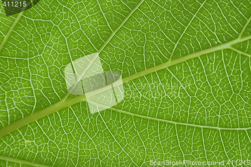 Image of leaf texture