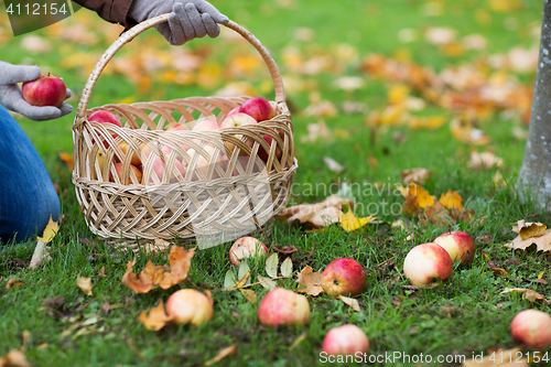 Image of woman with basket picking apples at autumn garden