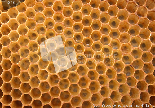 Image of honey texture