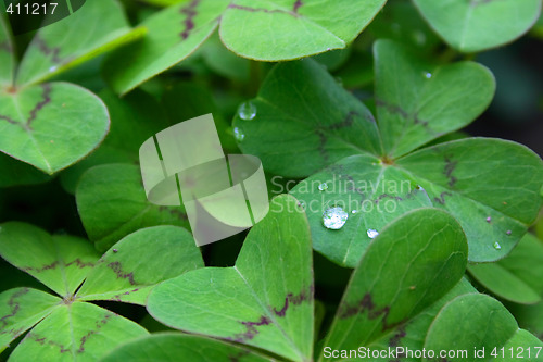 Image of leaves