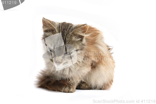 Image of cat