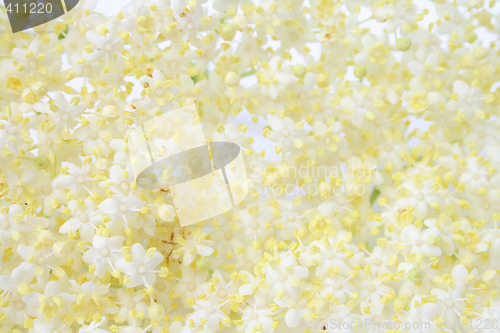 Image of flower background