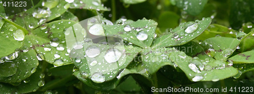 Image of water drops