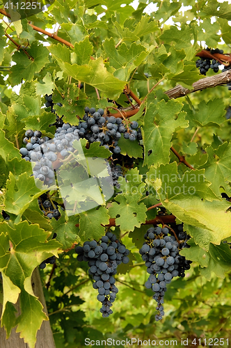 Image of Blue grapes in a wine yard in Canada.