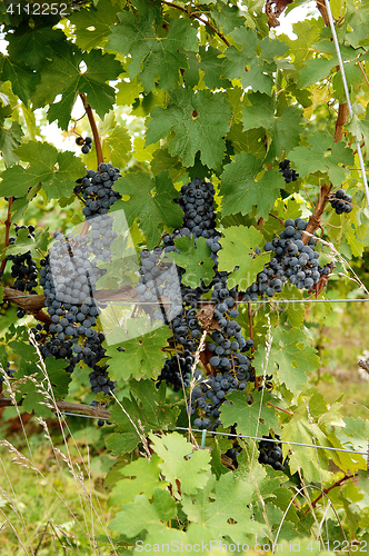 Image of Ripe grapes in a wine yard in Canada.