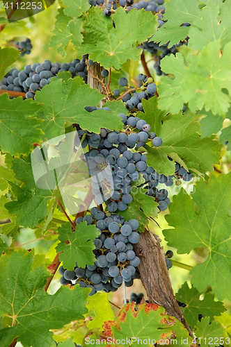 Image of Closeup of blue grapes in a wine yard in Canada.