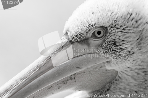 Image of Pelican big bird head macro