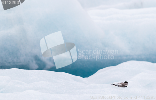 Image of Birdlife in Jokulsarlon, a large glacial lake in Iceland