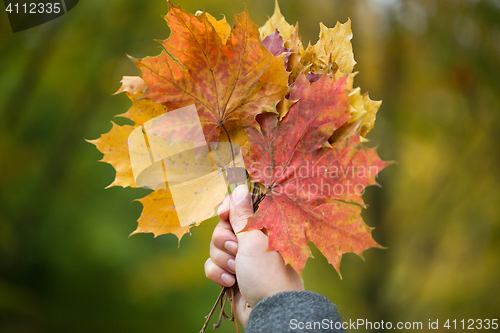 Image of close up of woman hands with autumn maple leaves