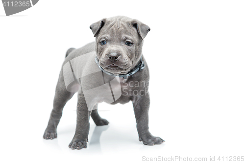 Image of Thai ridgeback puppy isolated on white