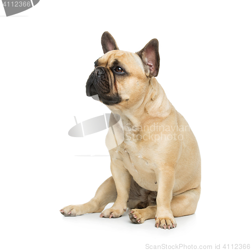 Image of Beautiful french bulldog dog