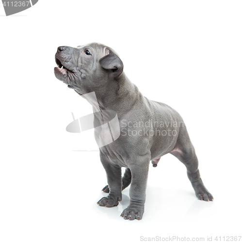 Image of Thai ridgeback puppy isolated on white