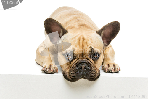 Image of Beautiful french bulldog dog