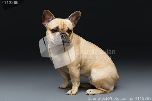 Image of Beautiful french bulldog dog