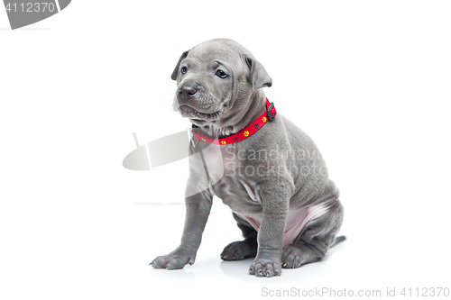 Image of Thai ridgeback puppy isolated on white