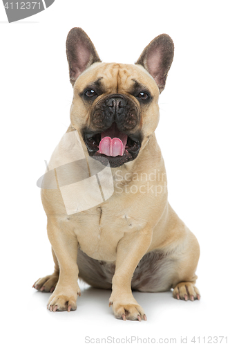 Image of Beautiful french bulldog dog