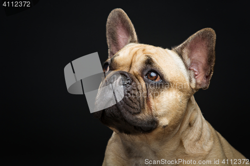 Image of Beautiful french bulldog dog