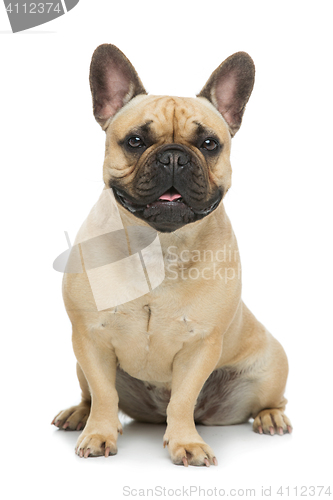 Image of Beautiful french bulldog dog