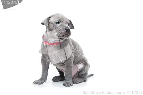 Image of Thai ridgeback puppy isolated on white